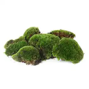 Moos Bollen Platten Kugel 1000g für Aquarien und Terrarien