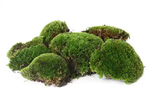 Moos Bollen Platten Kugel 1000g für Aquarien und Terrarien