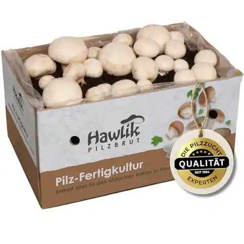 Pilzkultur Hawlik Pilzbrut für weiße Champignons