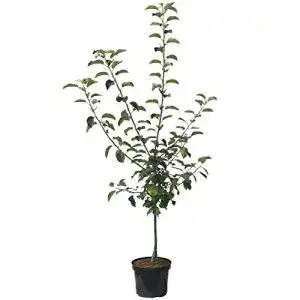 Apfelbaum Cox Orange – Zwergbaum für kleine Gärten