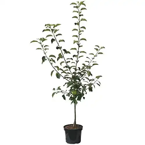 Apfelbaum Cox Orange – Zwergbaum für kleine Gärten