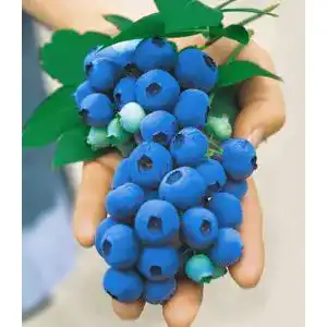Heidelbeerstrauch Baldur Garten Gartenheidelbeeren Nui, 1 Pflanze