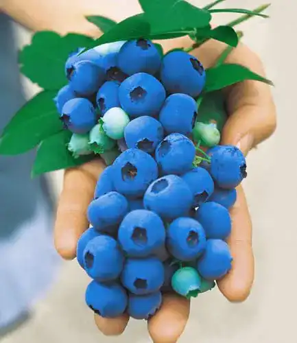 Heidelbeerstrauch Baldur Garten Gartenheidelbeeren Nui, 1 Pflanze