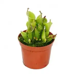 Fleischfressende Pflanzen von Exotenherz – Sumpfkrug Heliamphora im 9 cm Topf