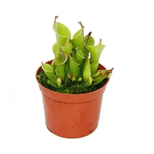 Fleischfressende Pflanzen von Exotenherz – Sumpfkrug Heliamphora im 9 cm Topf