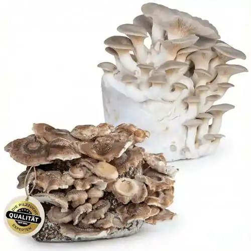 Pilzkultur Hawlik Pilzbrut in BIO-Qualität, Edel Pilz Mix für Shiitake und Kräuterseitlinge