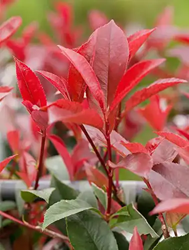 Glanzmispel Photinia fraseri ‚Red Robin‘ – Containerware 40-60cm