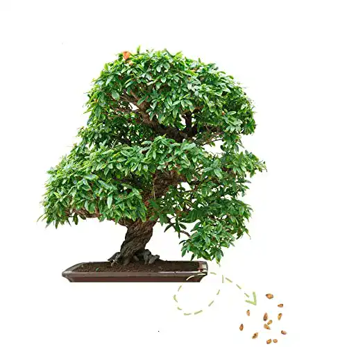 Bonsai-Samen von HappySeed mit hoher Keimrate und tropischen Raritäten