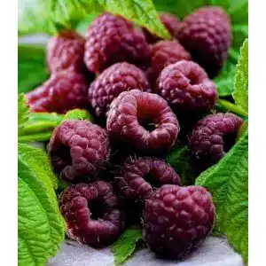 Himbeerstrauch Schwarze Himbeere Glen Coe – Rubus idaeus Pflanze
