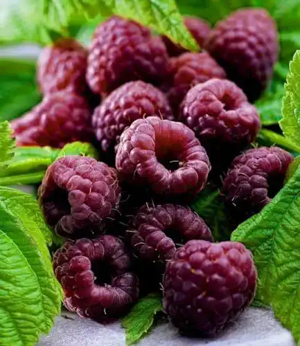 Himbeerstrauch Schwarze Himbeere Glen Coe – Rubus idaeus Pflanze