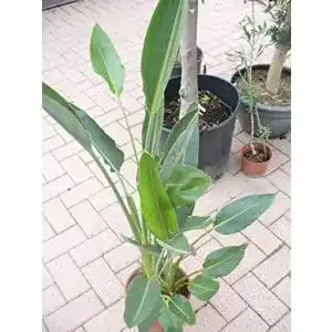 Strelitzie Pflanze Jardines De Jaravia Paradiesvogelblume im Topf 65-80 cm