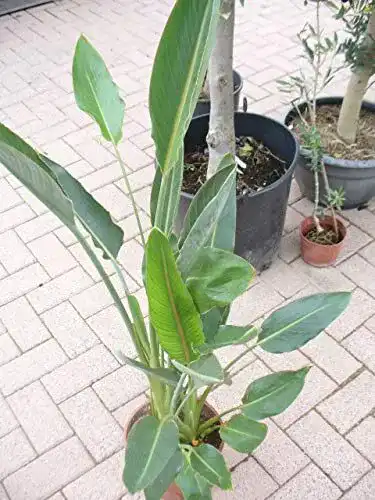 Strelitzie Pflanze Jardines De Jaravia Paradiesvogelblume im Topf 65-80 cm