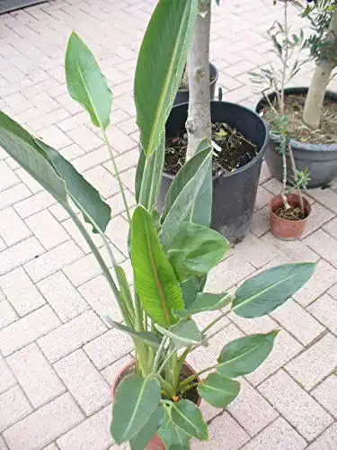 Strelitzie Pflanze Jardines De Jaravia Paradiesvogelblume im Topf 65-80 cm