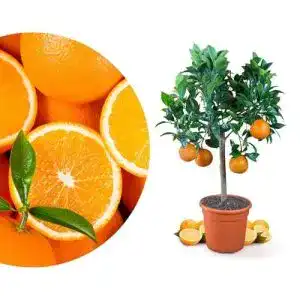 Zitruspflanzen
