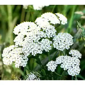 Schafgarbe Samen Gewöhnliche Schafgarbe für den Garten