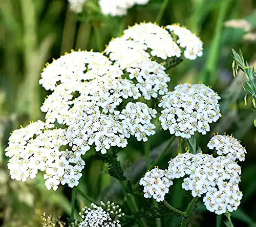 Schafgarbe Samen Gewöhnliche Schafgarbe für den Garten