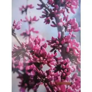 Judasbaum Covey – Cercis canadensis – 60-80 cm