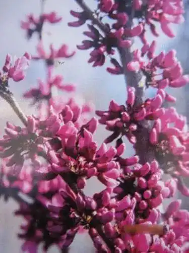 Judasbaum Covey – Cercis canadensis – 60-80 cm