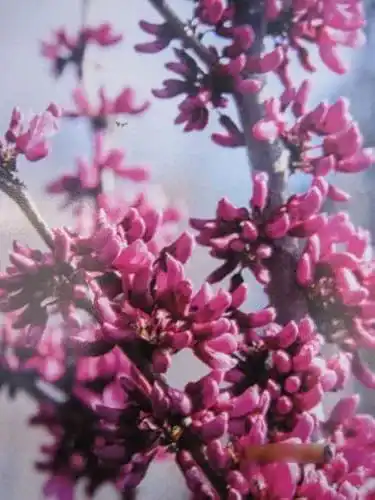 Judasbaum Covey – Cercis canadensis – 60-80 cm