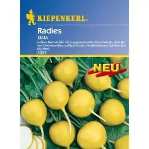 Radieschen-Samen Gelbes Radieschen Zlata von Kiepenkerl