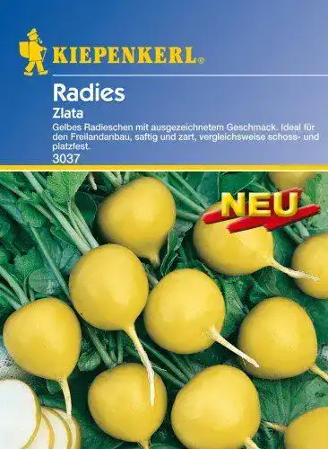 Radieschen-Samen Gelbes Radieschen Zlata von Kiepenkerl