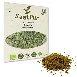 Alfalfa Samen 1 kg Bio für Keimsprossen und Mikrogrün