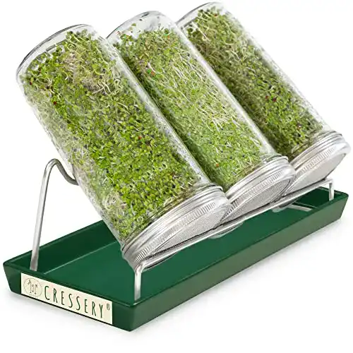 Sprossengläser Cressery Sprossenglas Keimglas 3er Set