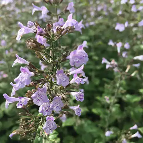 Bergminze Blumixx Stauden Calamintha nepeta Blue Cloud