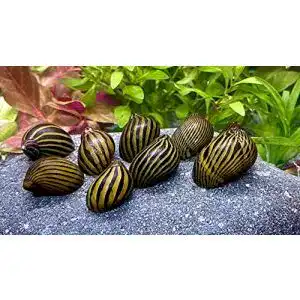 Algenfressende Schnecke WaterPlants – 5 Zebra Rennschnecken für Aquarien