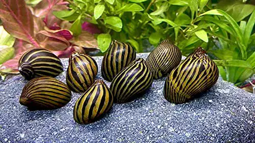 Algenfressende Schnecke WaterPlants – 5 Zebra Rennschnecken für Aquarien