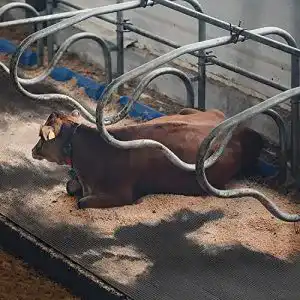 Stallmatten für Pferde aus Gummi – Floordirekt Stallmatte