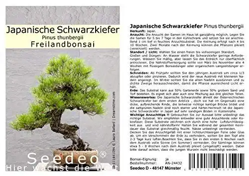 Bonsai-Samen Seedeo Japanische Schwarzkiefer Pinus thunbergii