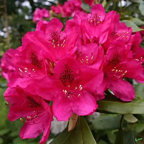 Rhododendron Nova Zembla 30-40 cm – Leuchtend rote Alpenrose