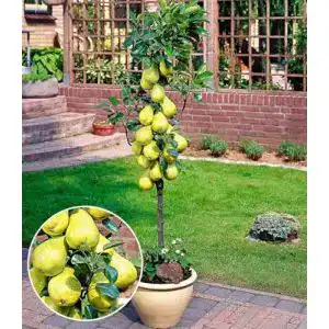 Birnenbaum Conference als Befruchter-Sorte für Obstgärten