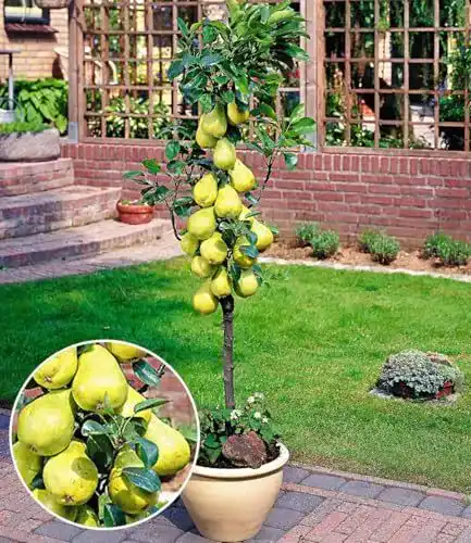 Birnenbaum Conference als Befruchter-Sorte für Obstgärten