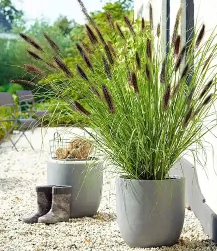Winterhartes Balkonpflanzen Lampenputzergras von BALDUR Garten