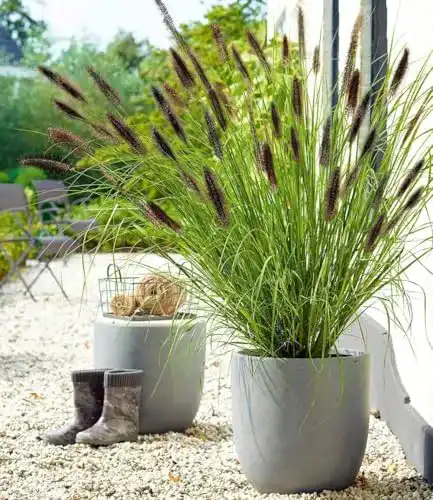 Winterhartes Balkonpflanzen Lampenputzergras von BALDUR Garten