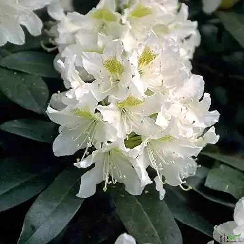 Rhododendron Pille Baumschulen Hybride 30-40 cm Alpenrose