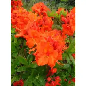 Rhododendron mit kupferroten Blüten für den Garten