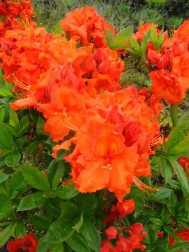 Rhododendron mit kupferroten Blüten für den Garten