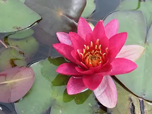 Seerosen Wasserpflanzen Wolff Nymphaea Froebeli kaufen