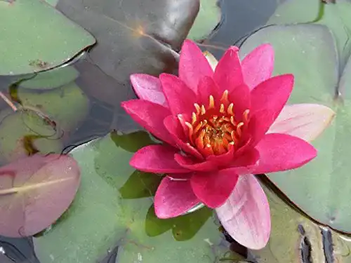 Seerosen Wasserpflanzen Wolff Nymphaea Froebeli kaufen