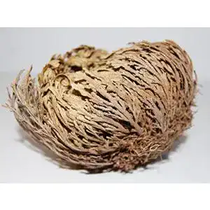 Rose von Jericho Amahoff (3 Stück) – Selaginella lepidophylla
