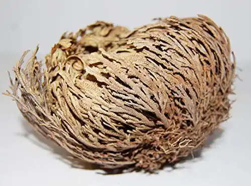 Rose von Jericho Amahoff (3 Stück) – Selaginella lepidophylla