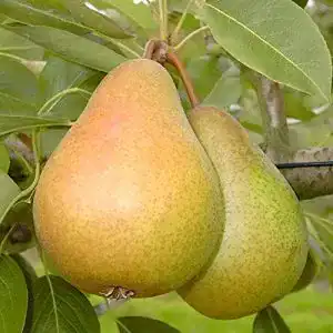Gellerts Butterbirne – Birnenbaum im 10 Liter Topf, 110-140 cm