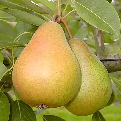 Gellerts Butterbirne – Birnenbaum im 10 Liter Topf, 110-140 cm
