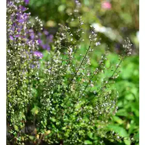 Bergminze Kleinblättrige Triumphator – Calamintha nepeta