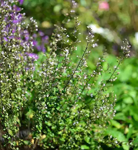 Bergminze Kleinblättrige Triumphator – Calamintha nepeta