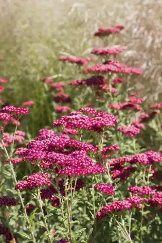 Schafgarbe Samen Seedeo – Rote Schafgarbe (Achillea millefolium)