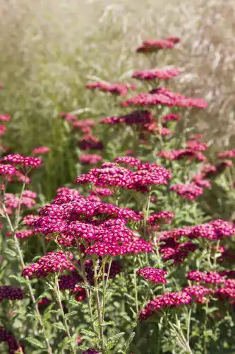 Schafgarbe Samen Seedeo – Rote Schafgarbe (Achillea millefolium)